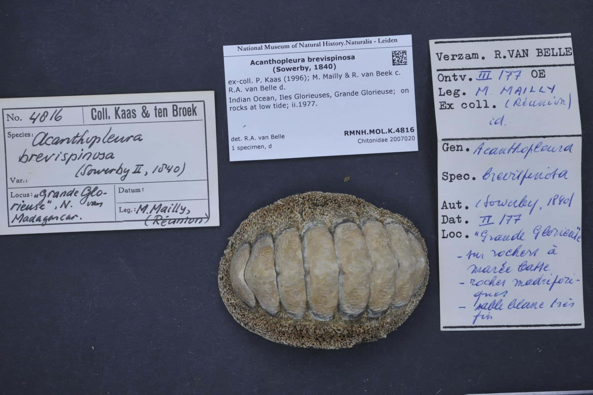 Chitonidae, preserved chiton specimen, handwritten and printed museum collection data, Full HD Desktop Wallpaper