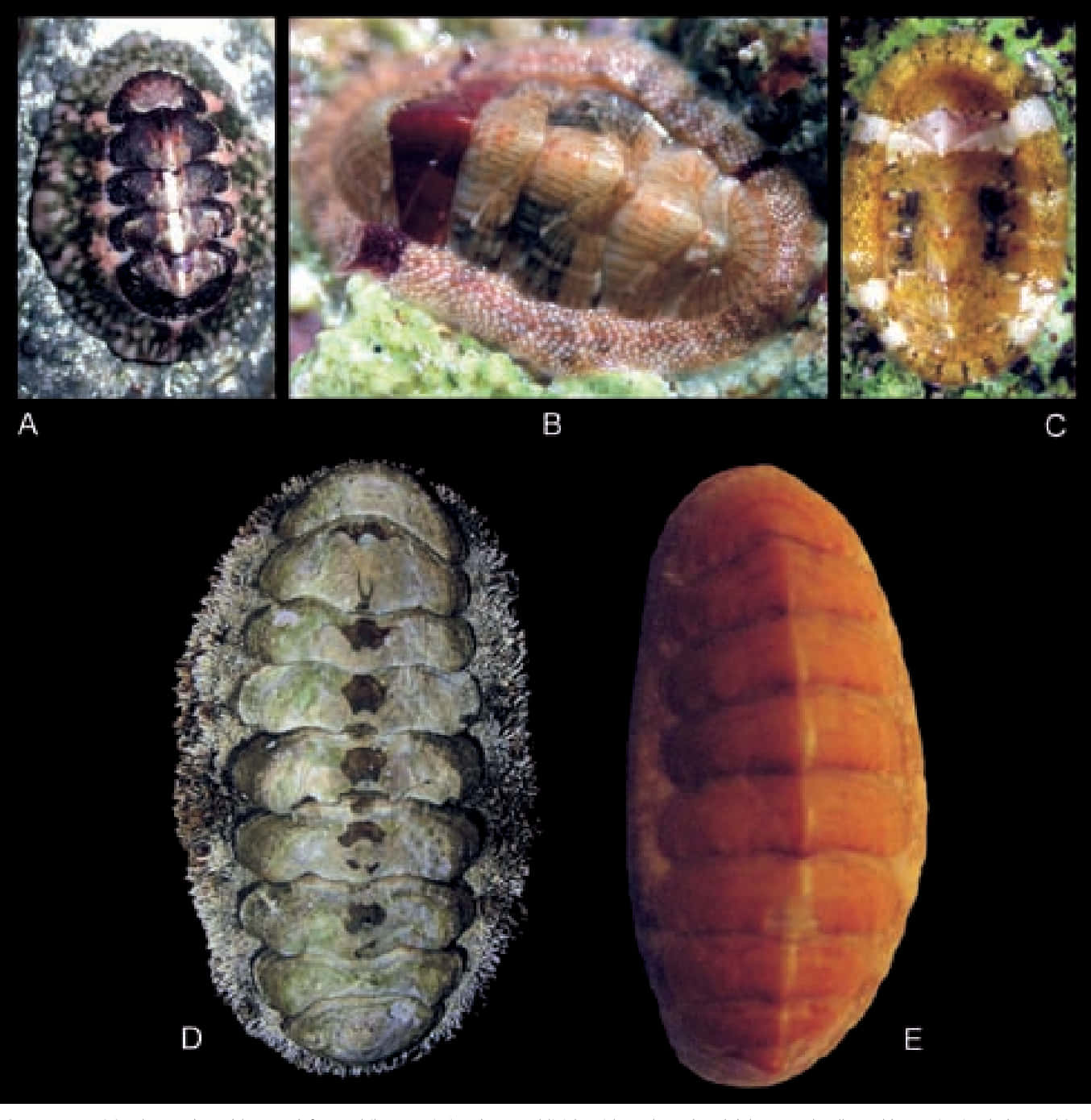 Chitonidae, chiton mollusks, shell patterns, HD Phone Wallpaper