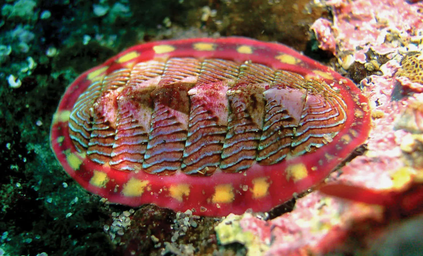 colorful chiton, vibrant red chiton, yellow spots, HD Desktop Wallpaper