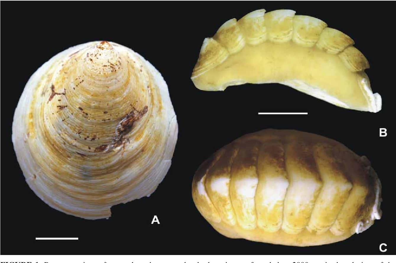 Chitonidae, mollusk shells, spiral top surface, HD Desktop Wallpaper