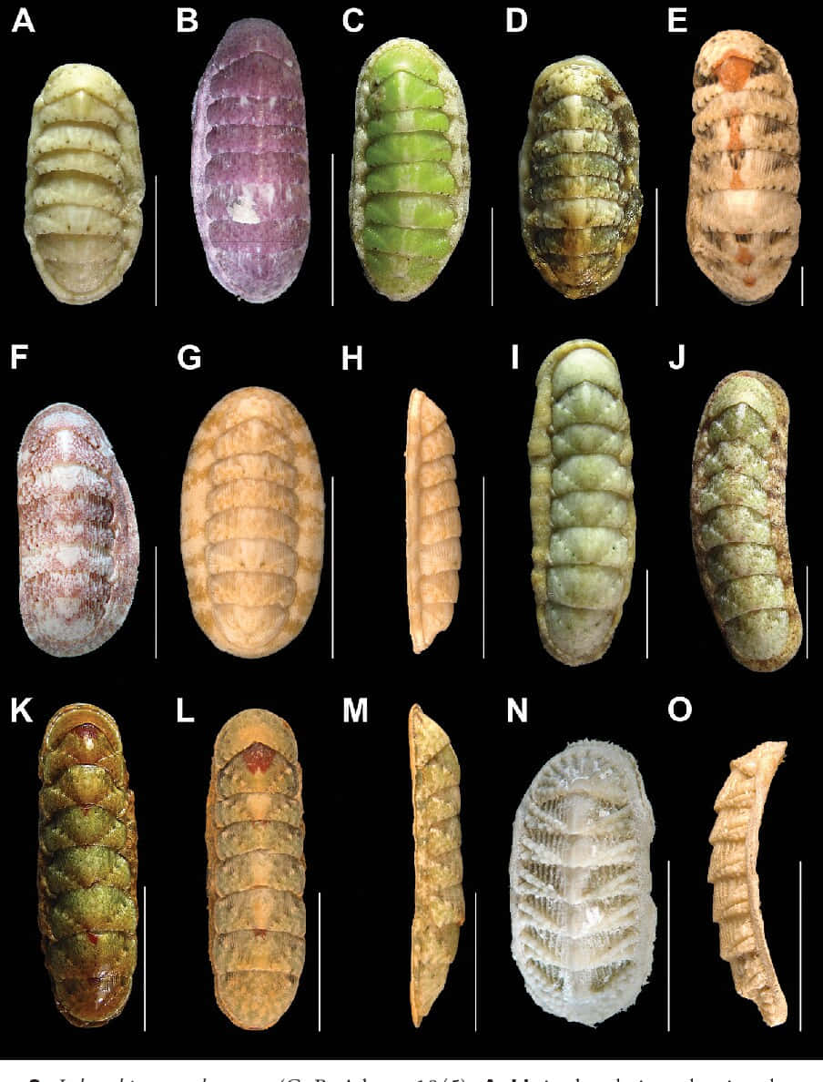 chiton specimens, labeled A to J and K to O, black background, SD Phone Wallpaper