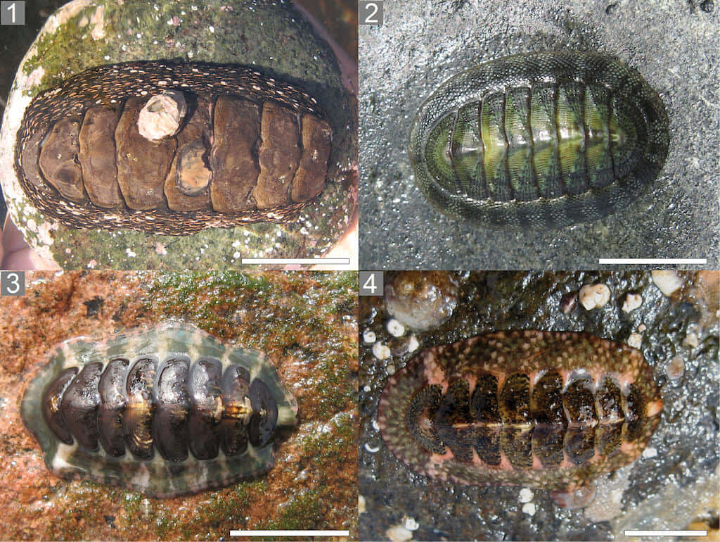 Chitonidae, chiton mollusks, segmented shells, SD Desktop Wallpaper
