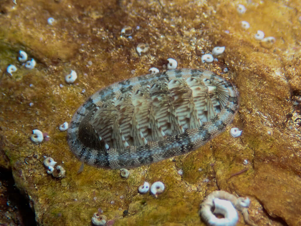 chiton, striped shell, textured orange rock, SD Desktop Wallpaper