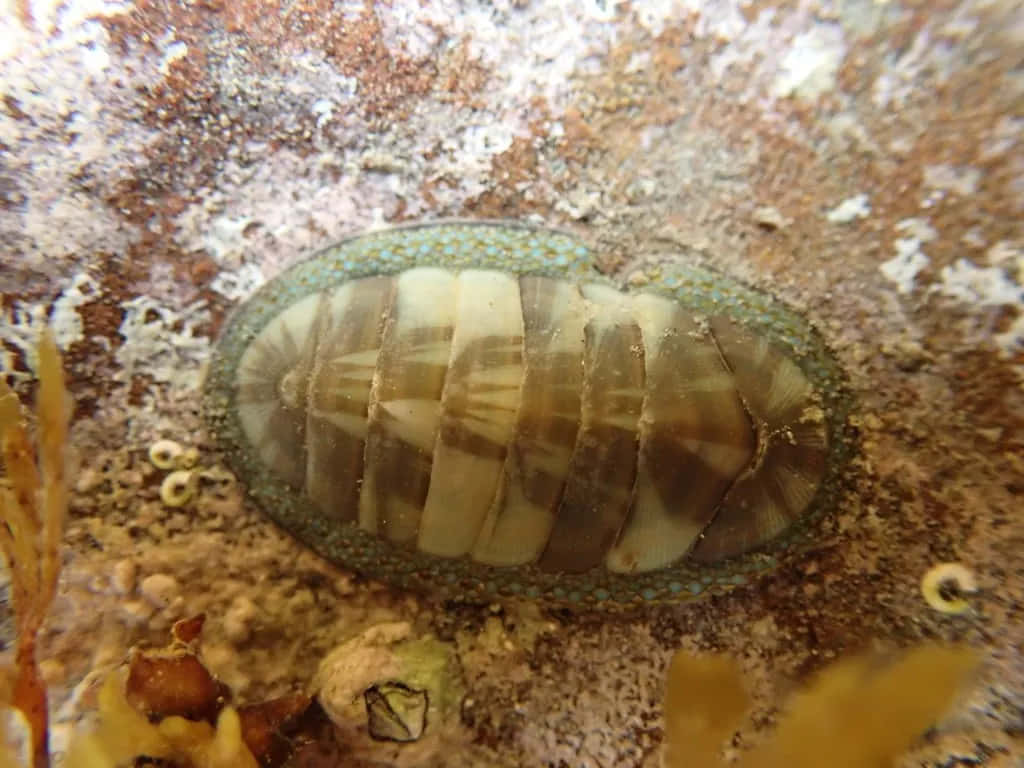 chiton, striped shell, textured underwater rock, SD Desktop Wallpaper