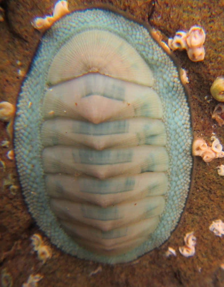 chiton, blue-green chiton, eight overlapping plates, SD Phone Wallpaper