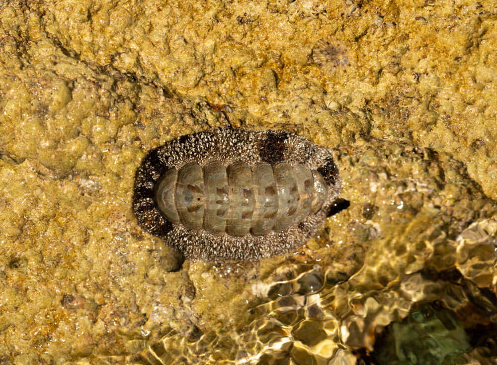 chiton, segmented shell, wet yellowish rock, SD Desktop Wallpaper