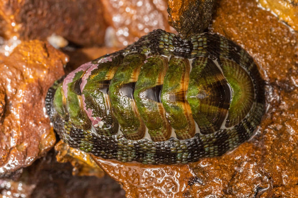 gumboot chiton, green and black chiton, pink accents, SD Desktop Wallpaper