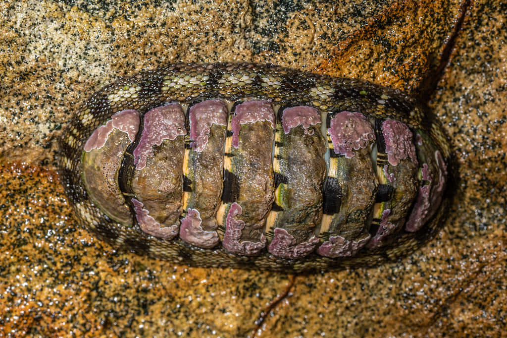 gumboot chiton, purple and brown plates, wet, SD Desktop Wallpaper