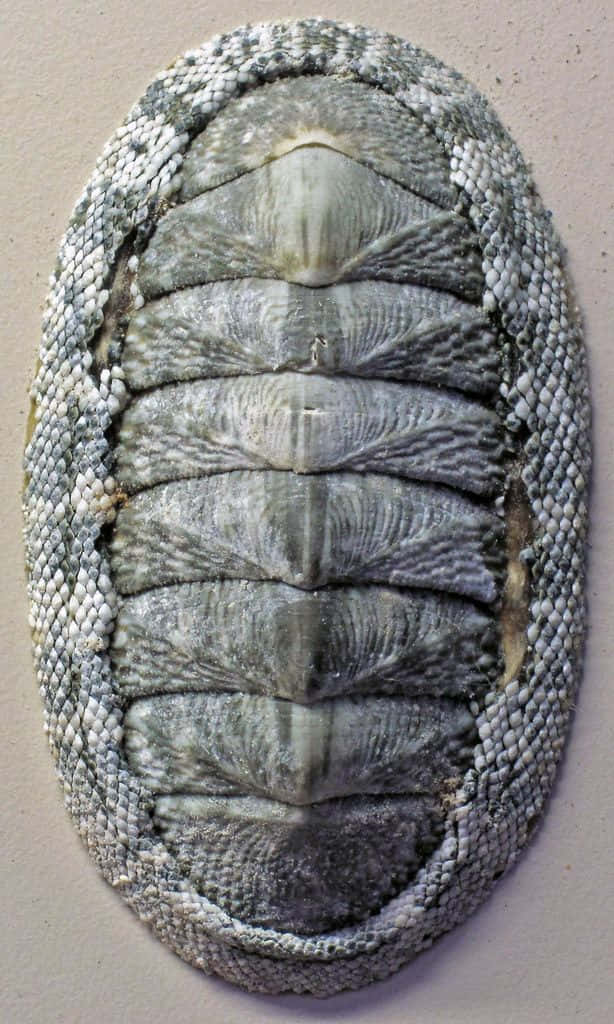 chiton mollusk, eight grayish plates, textured outer shell, SD Phone Wallpaper