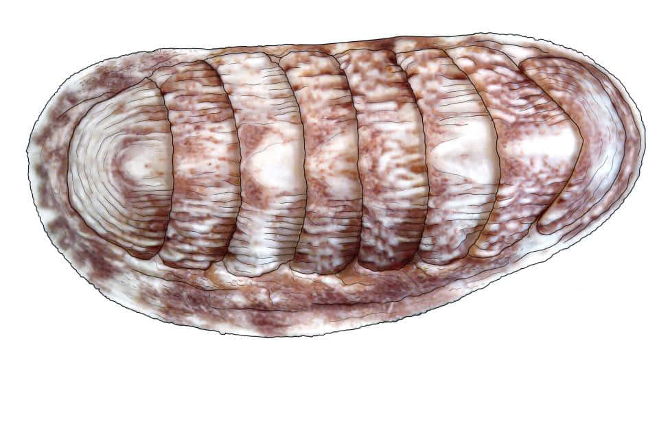 chiton, eight overlapping plates, earthy brown, SD Desktop Wallpaper
