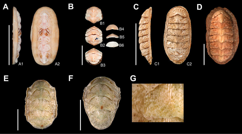 Chitonidae, specimens A through G, shell views, SD Desktop Wallpaper