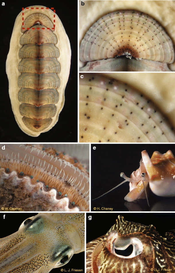 Chitonidae, chiton shell plates, squid anatomy, SD Phone Wallpaper