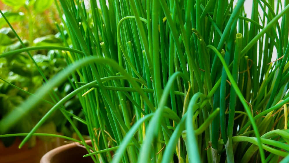 fresh green chives, terracotta pot, slender blades, SD Desktop Wallpaper