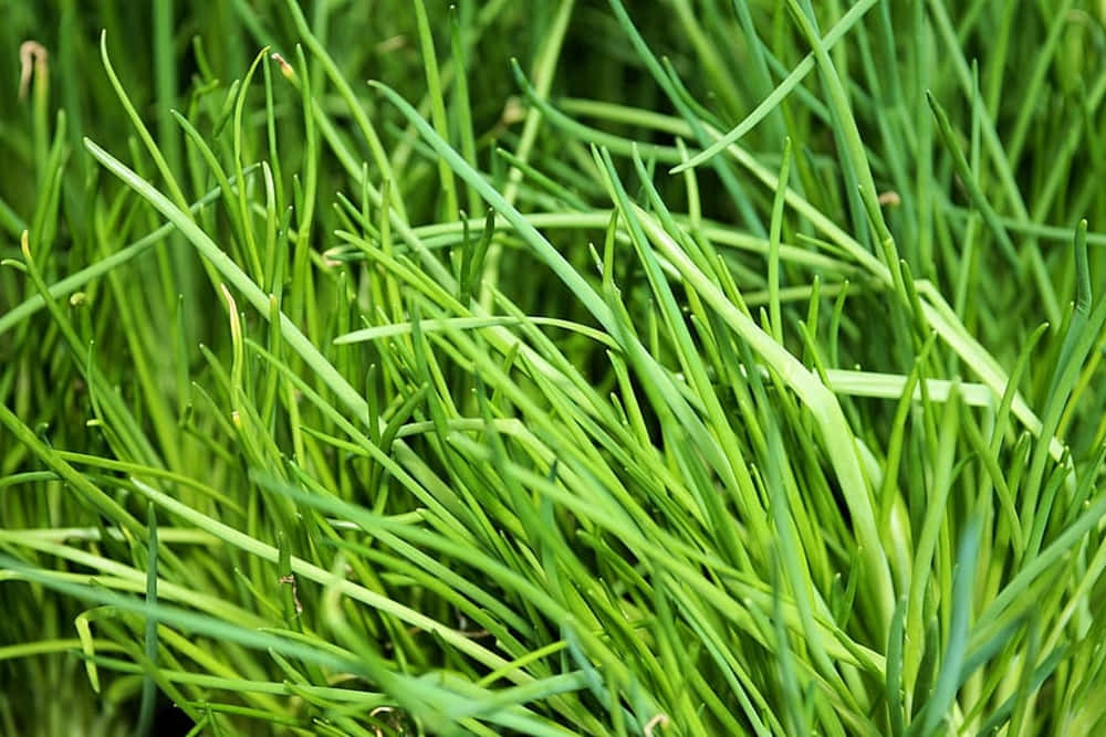 fresh green chives, slender blades, subtle yellow tips, SD Desktop Wallpaper
