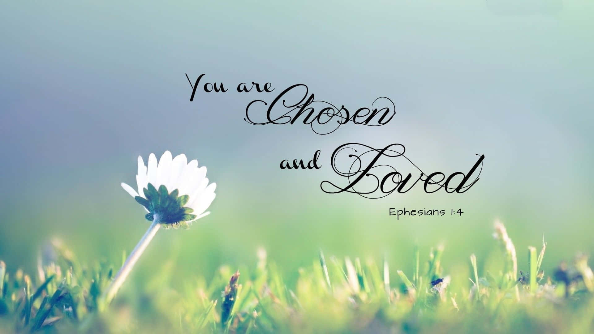 Christian, Ephesians 1:4, white daisy, Full HD Desktop Wallpaper