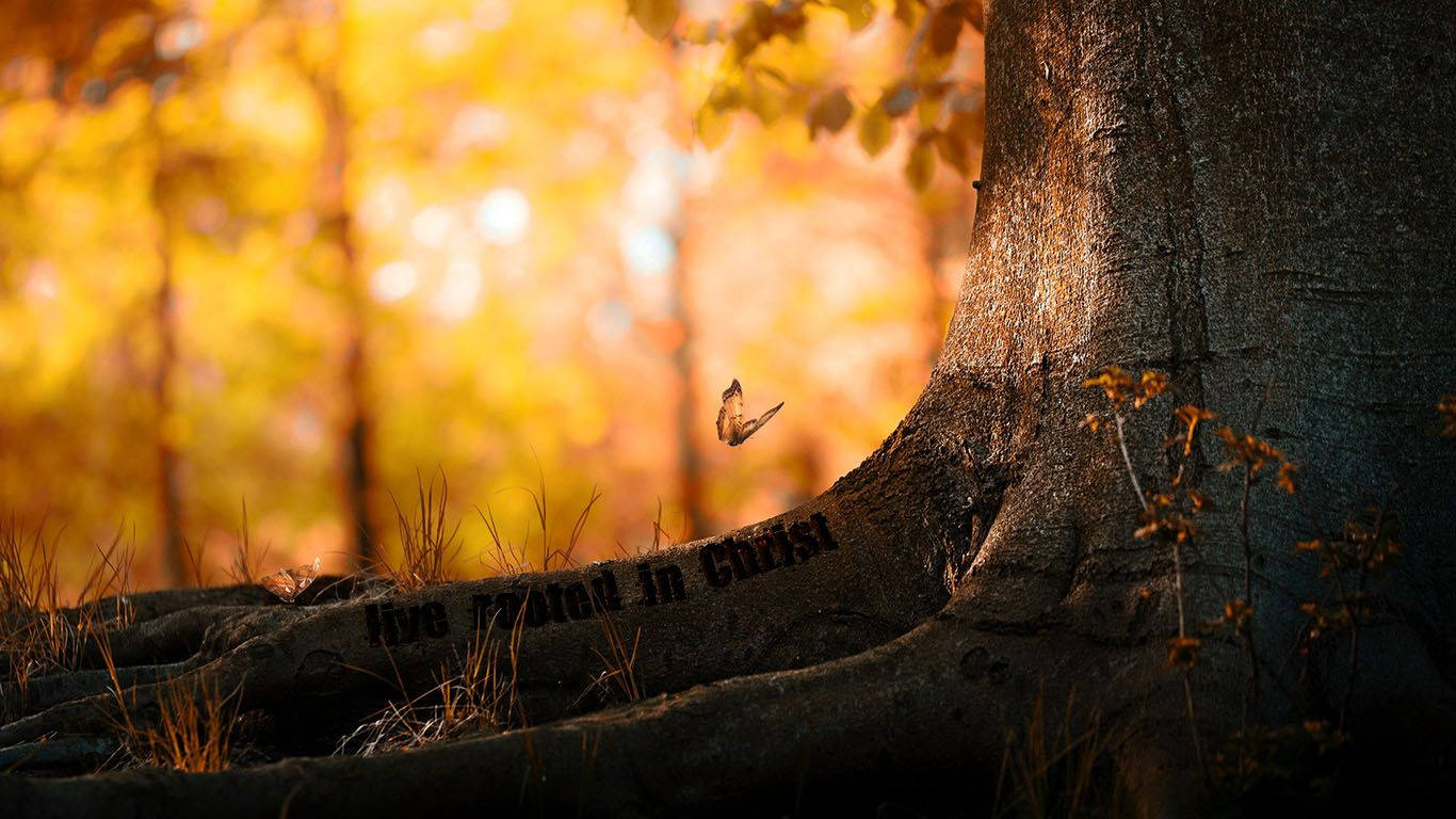 Christian Tree, butterfly, textured roots, HD Desktop Wallpaper