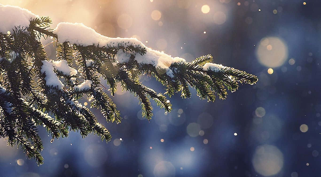 Snow Pine Tree, golden sunlight, bokeh winter forest, HD Desktop Wallpaper