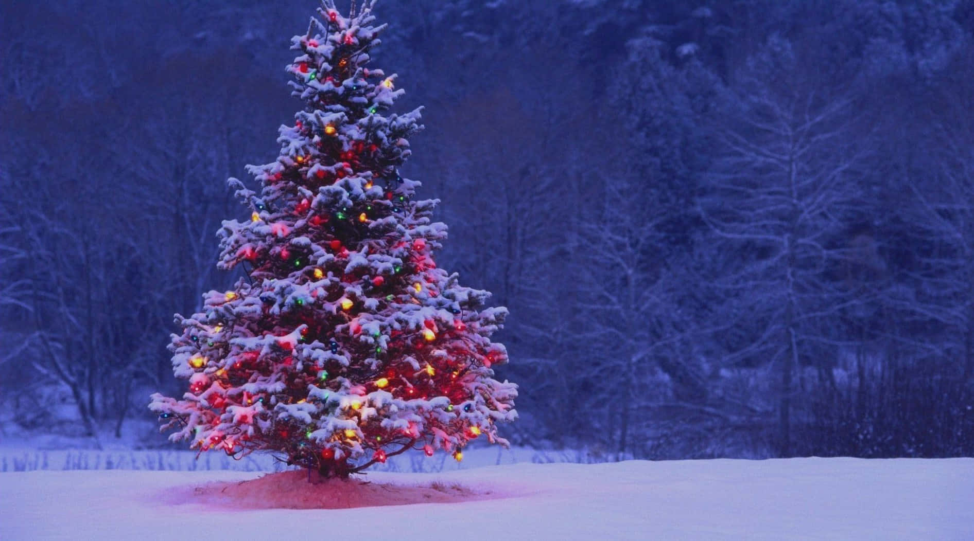 Christmas Aesthetic Computer, snow-covered Christmas tree, colorful lights, HD Desktop Wallpaper