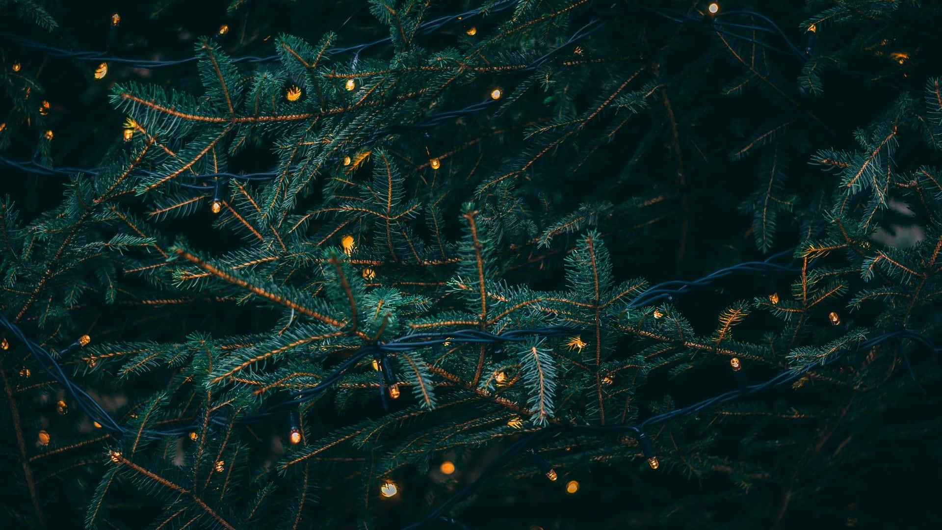 Christmas Aesthetic Tumblr Computer, twinkling golden fairy lights, dense dark green pine branches, Full HD Desktop Wallpaper