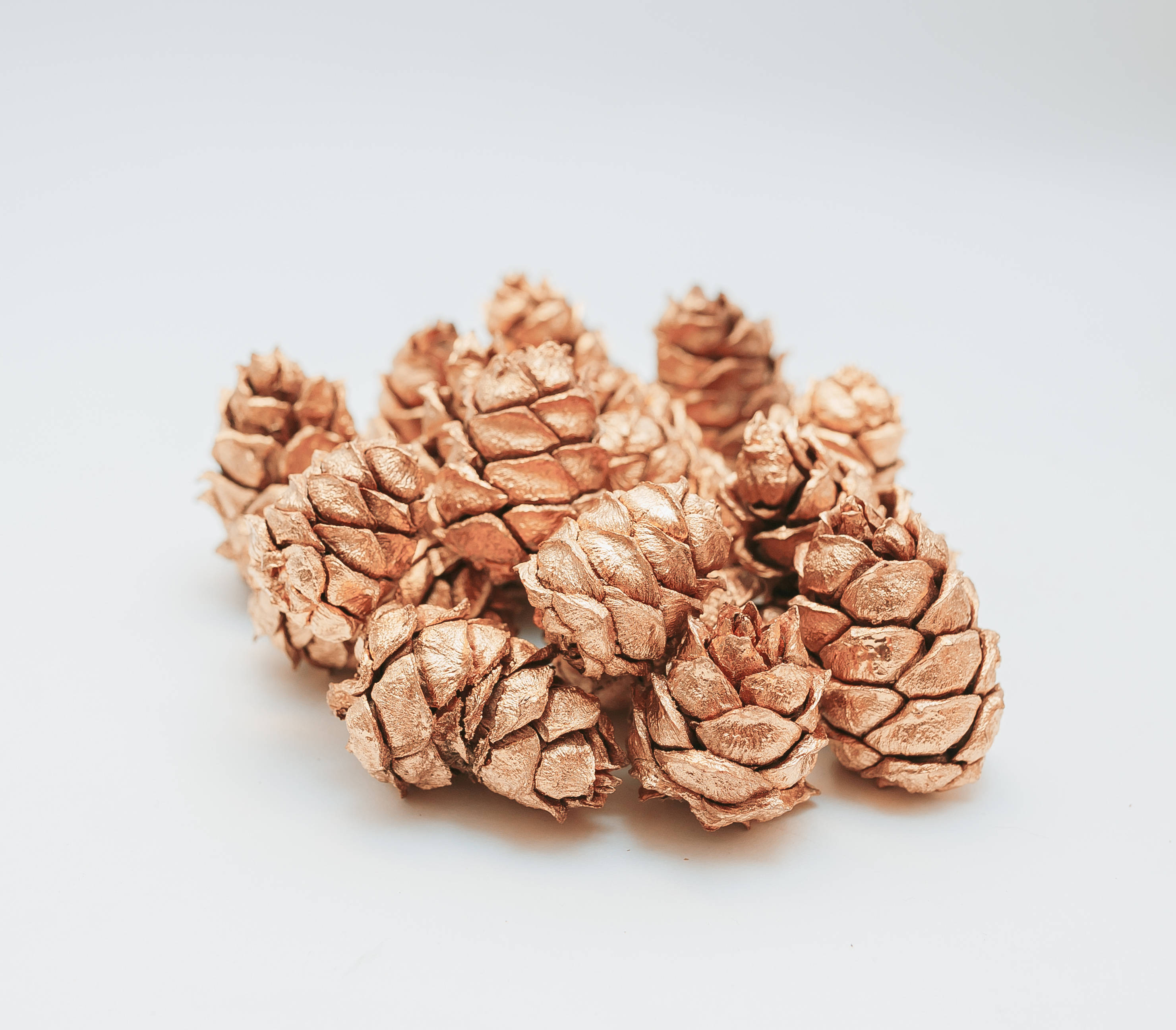 copper-colored pinecones, plain white background, soft shadows, 2K Desktop Wallpaper