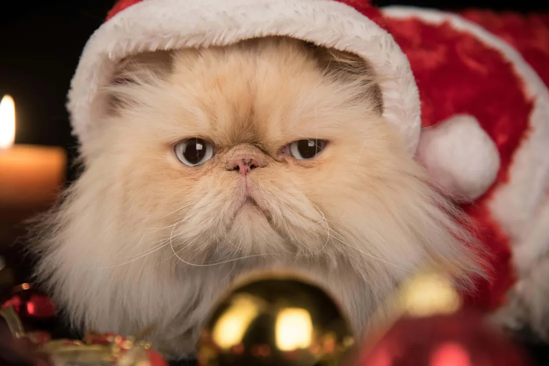 Christmas Cat