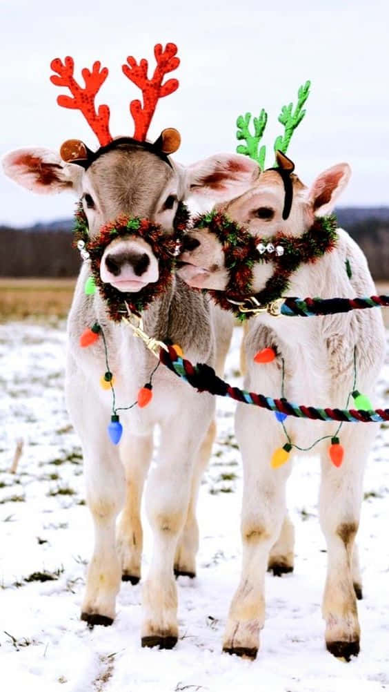 Festive Christmas Cows, calves, reindeer antlers, SD Phone Wallpaper