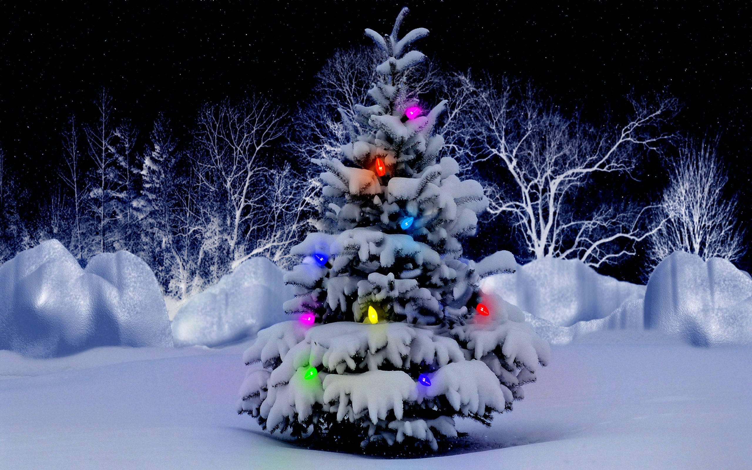 snowy tree, evergreen tree, colorful lights, 2K Desktop Wallpaper