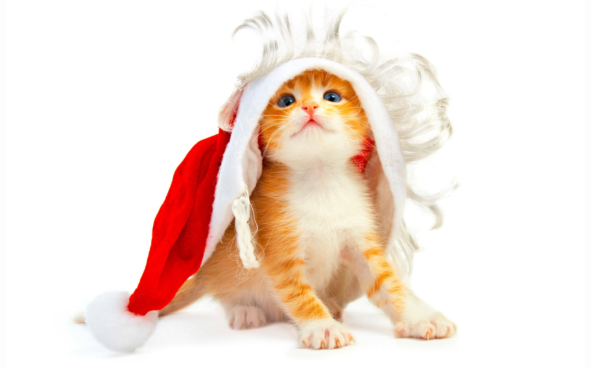 orange kitten, red Santa hat, white fluffy trim, Full HD Desktop Wallpaper
