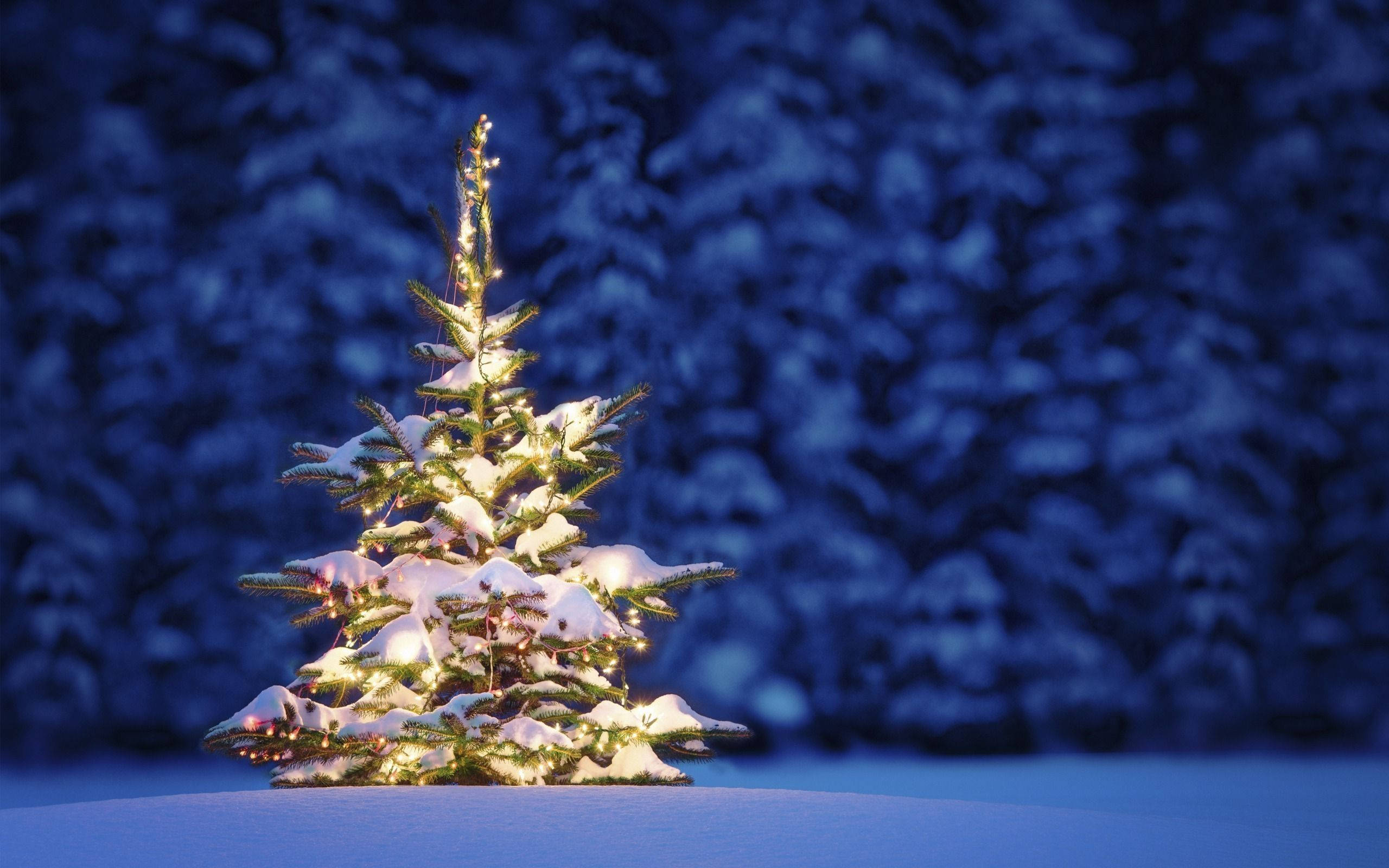 Christmas Desktop, little tree, snow-covered evergreen tree, 2K Desktop Wallpaper