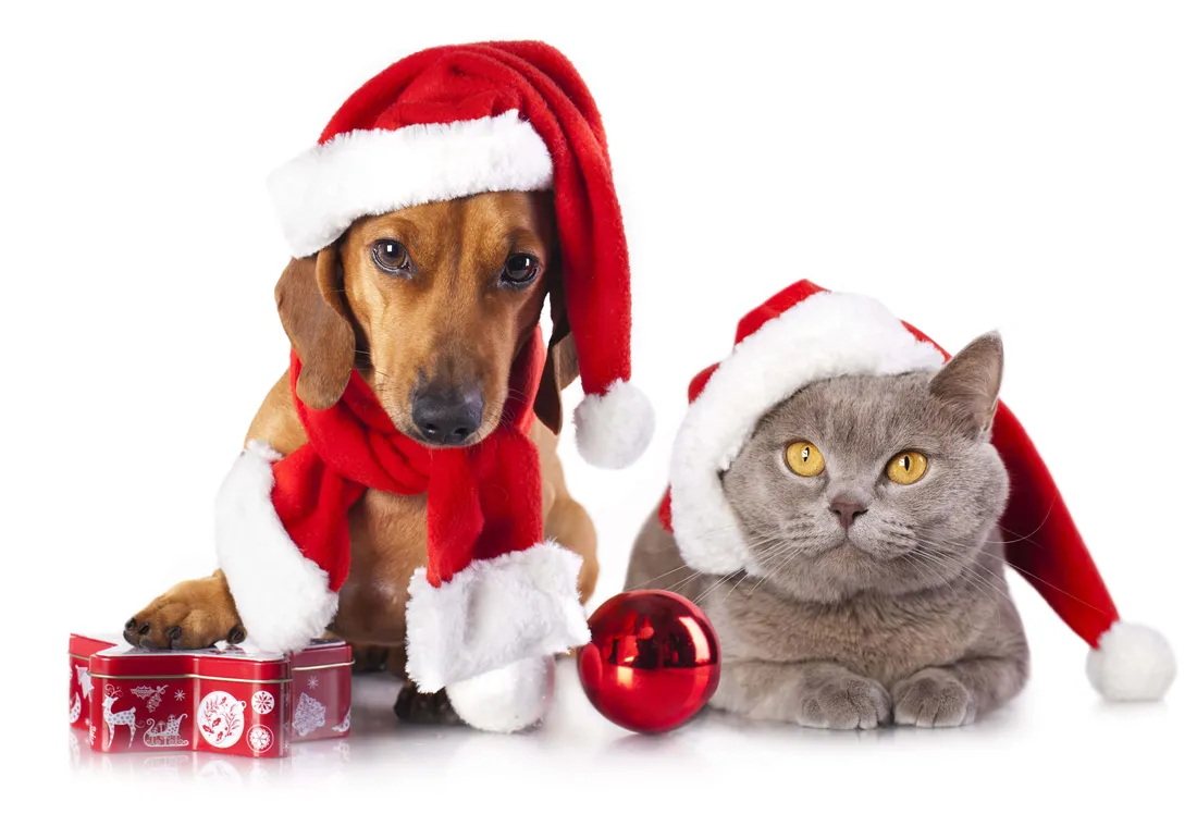 Christmas Dog