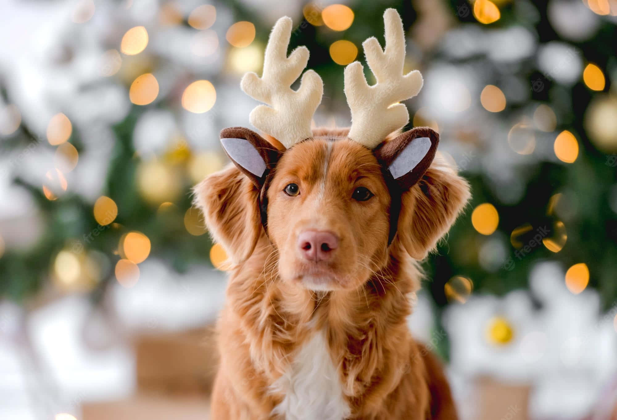 Christmas Dog, white reindeer headband, fluffy reddish-brown dog, Full HD Desktop Wallpaper