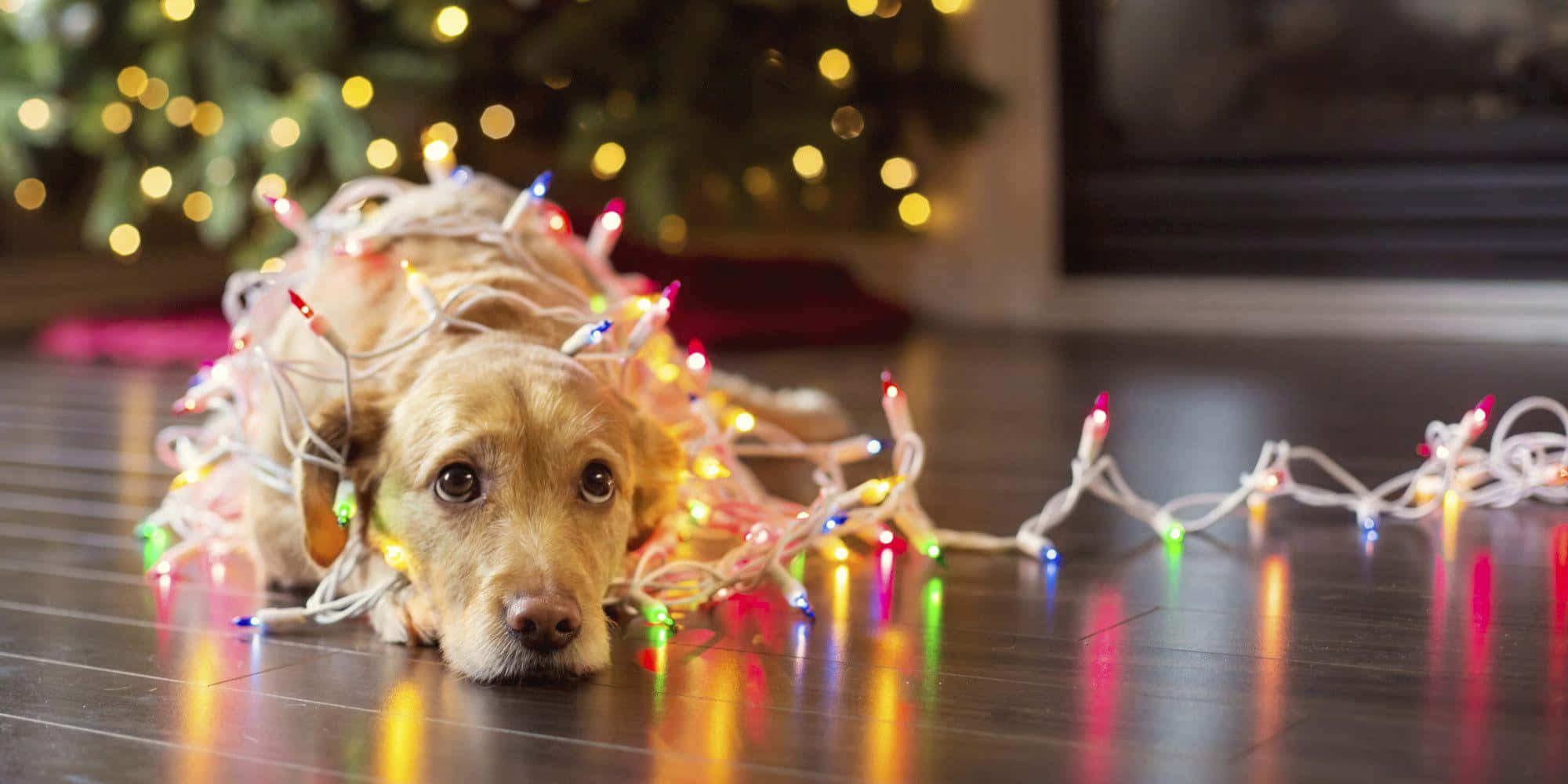 Christmas Dog, dachshund puppy, colorful Christmas lights, Full HD Desktop Wallpaper