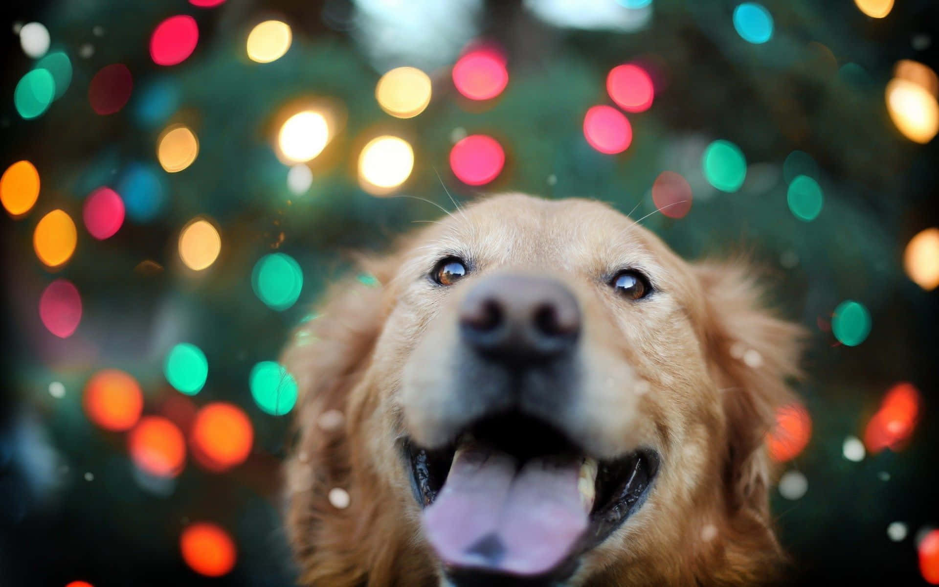 Christmas Dog, golden retriever, festive bokeh, Full HD Desktop Wallpaper