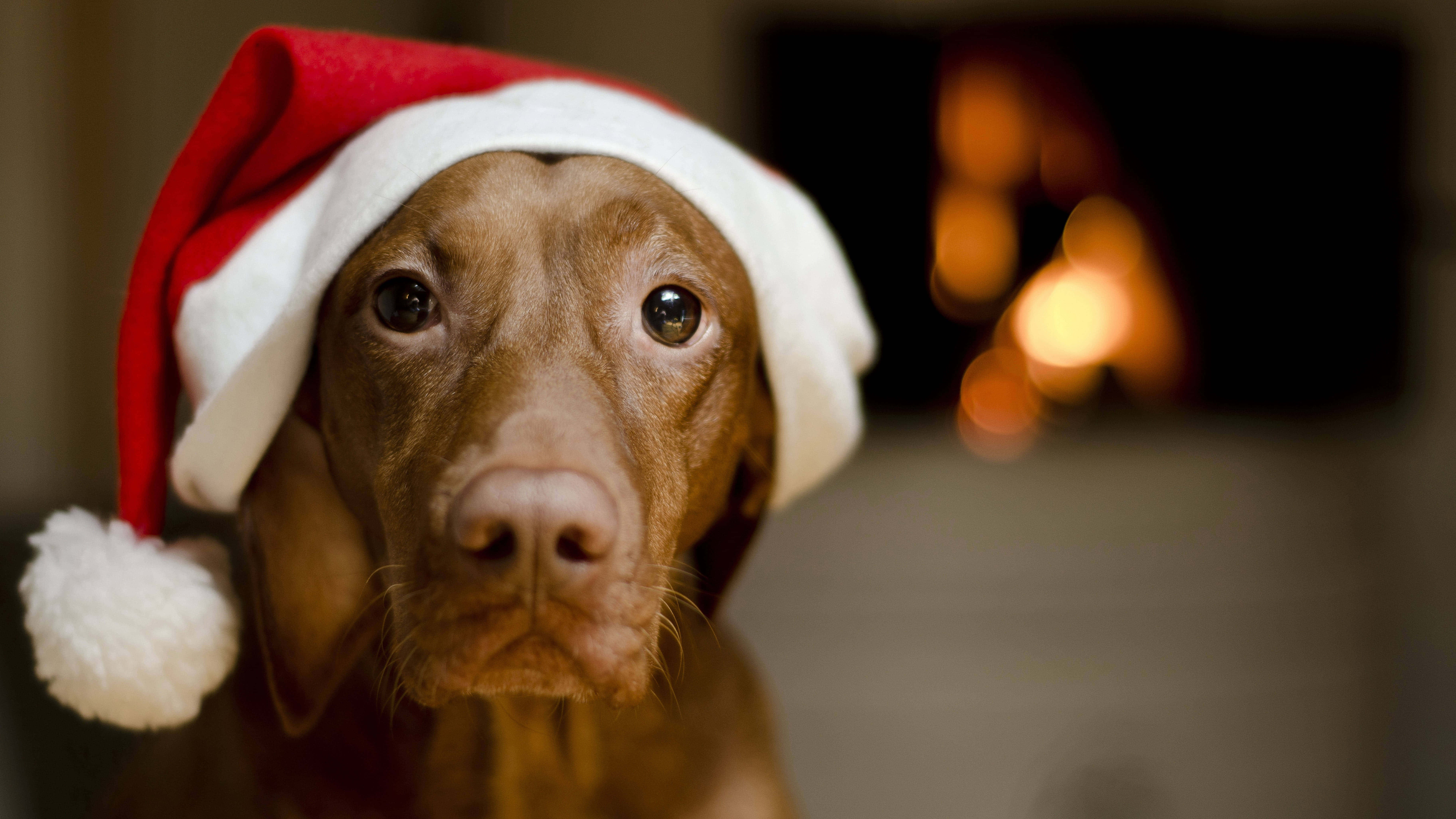 Christmas Dog, fireplace, red and white Santa hat, 8K Desktop Wallpaper
