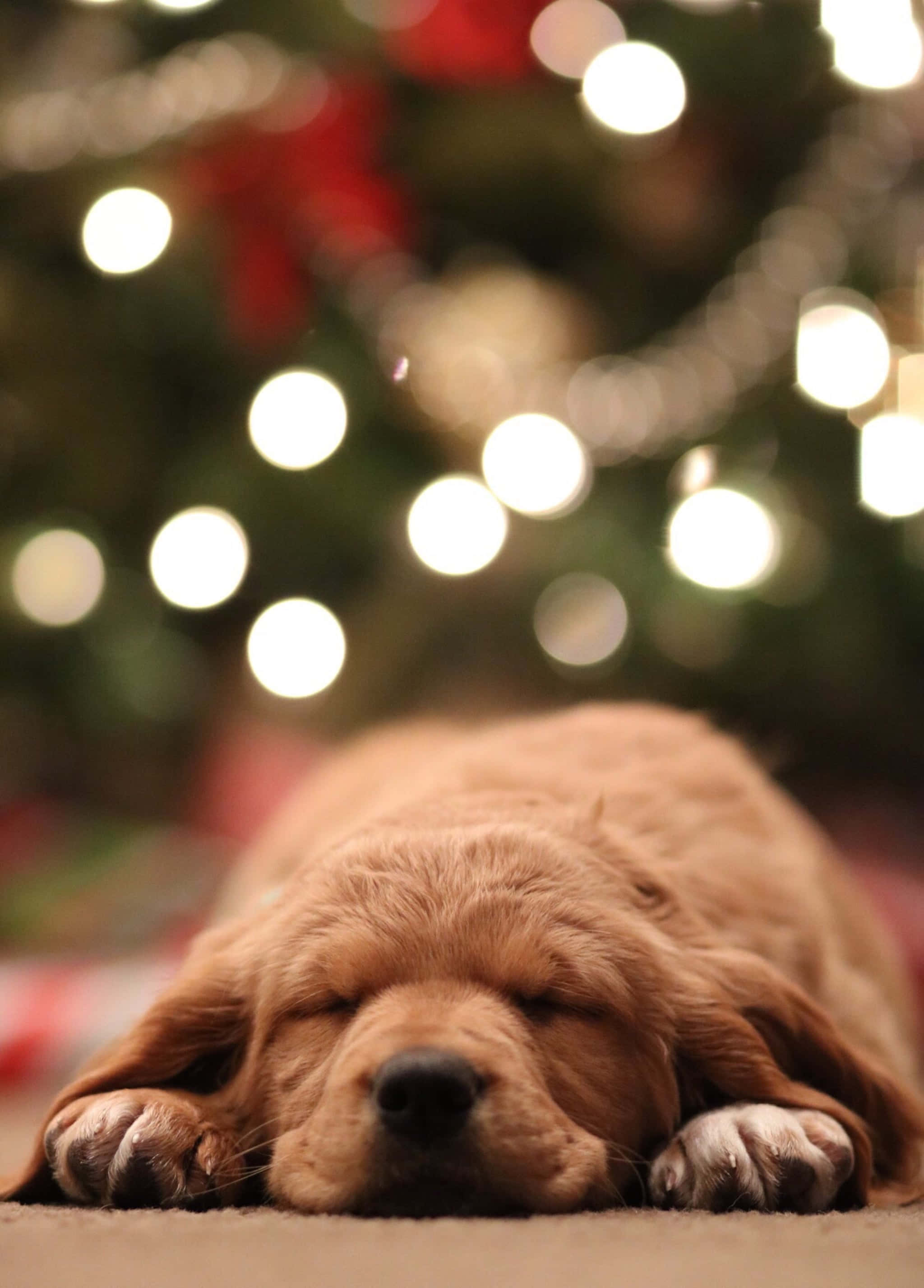 golden retriever puppy, carpet, bokeh Christmas lights, 2K Phone Wallpaper