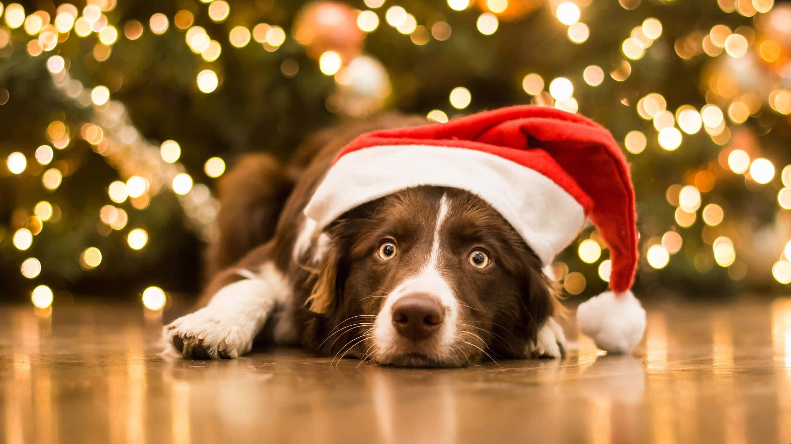 Christmas Dog, red Santa hat, glowing Christmas lights, 2K Desktop Wallpaper