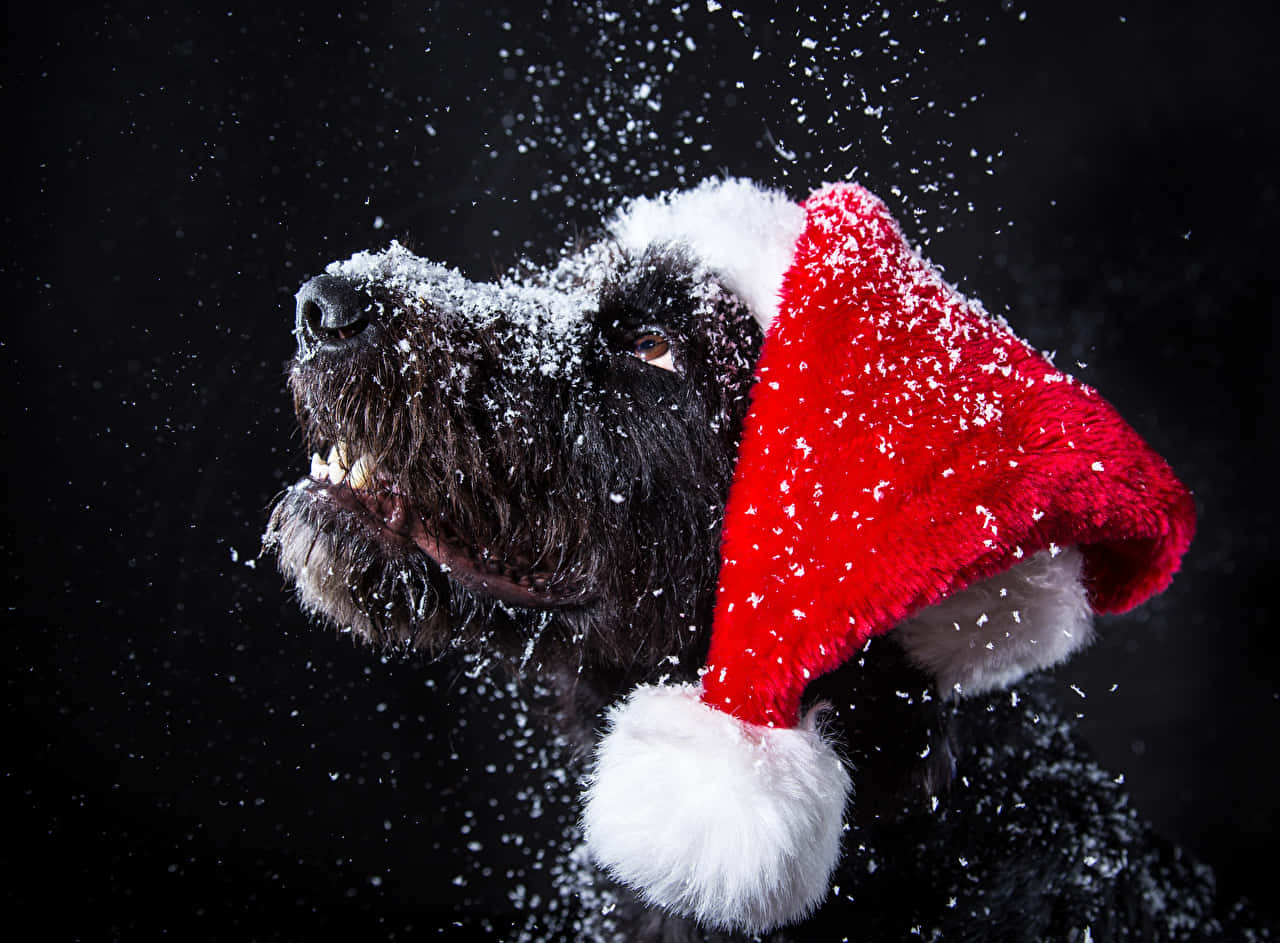 Christmas Dog, black dog, red Santa hat, HD Desktop Wallpaper