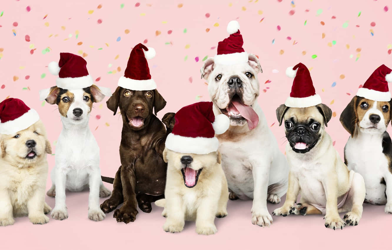 Christmas Dog, red Santa hats, pink confetti background, HD Desktop Wallpaper