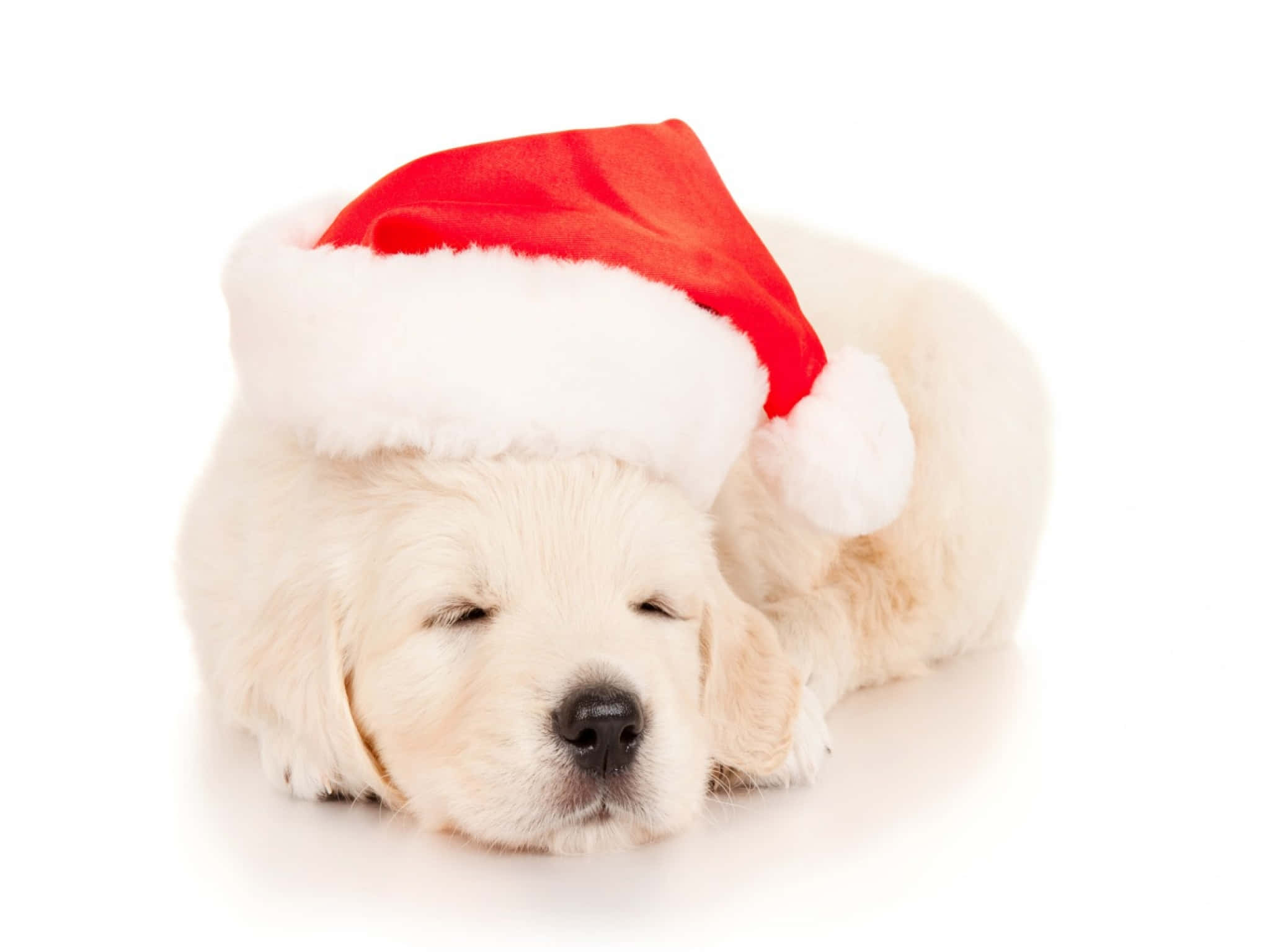 Christmas Dog, golden retriever puppy, red Santa hat, Full HD Desktop Wallpaper