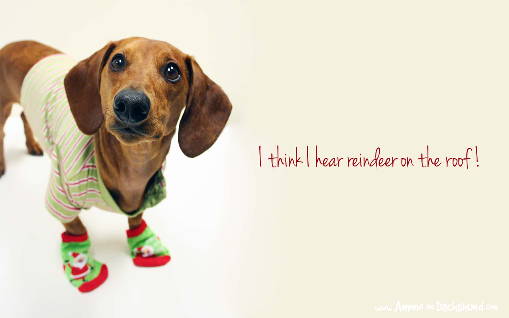 dachshund, festive striped pajamas, red socks, HD Desktop Wallpaper