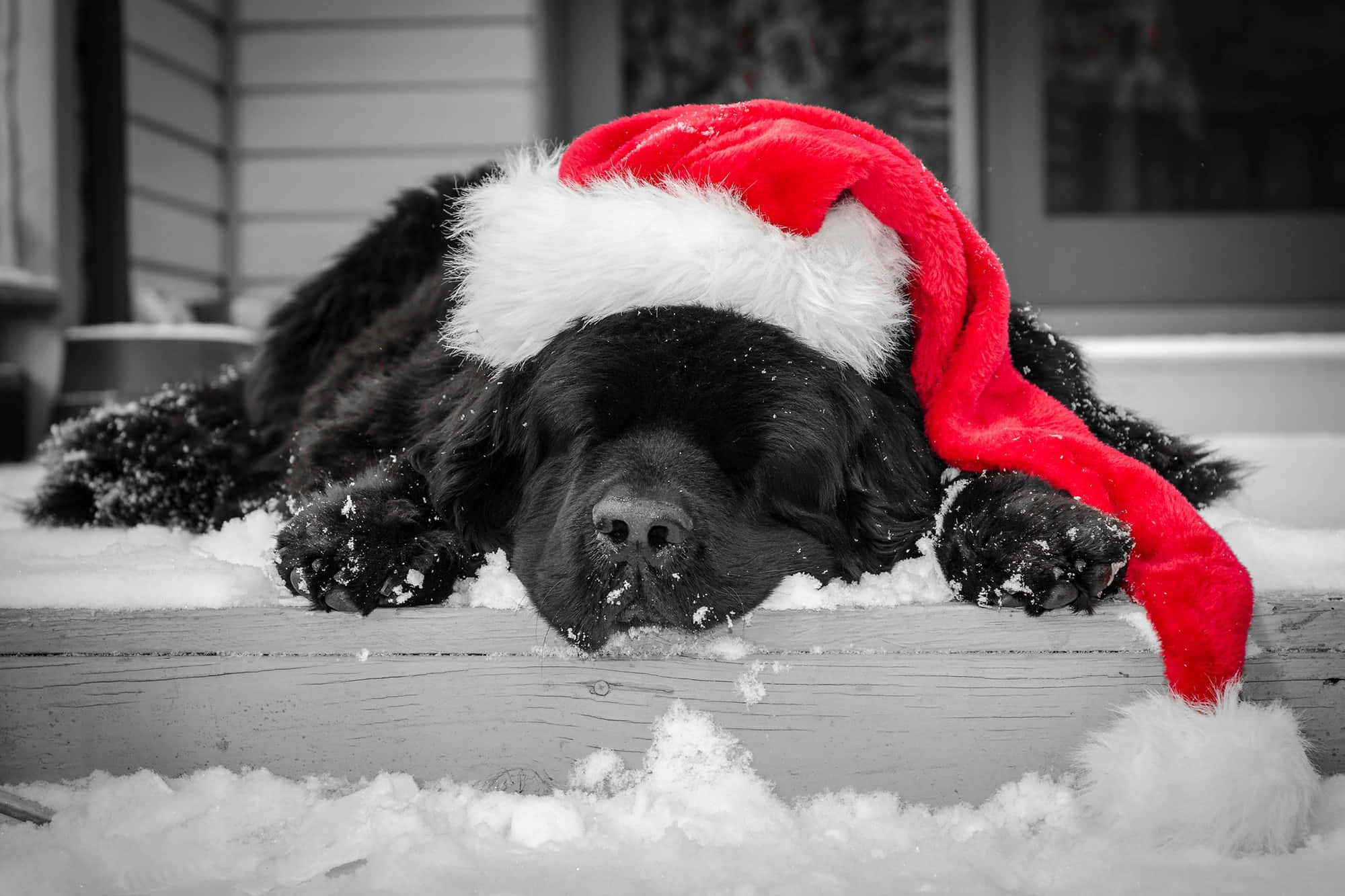 Christmas Dog, black dog, red Santa hat, Full HD Desktop Wallpaper