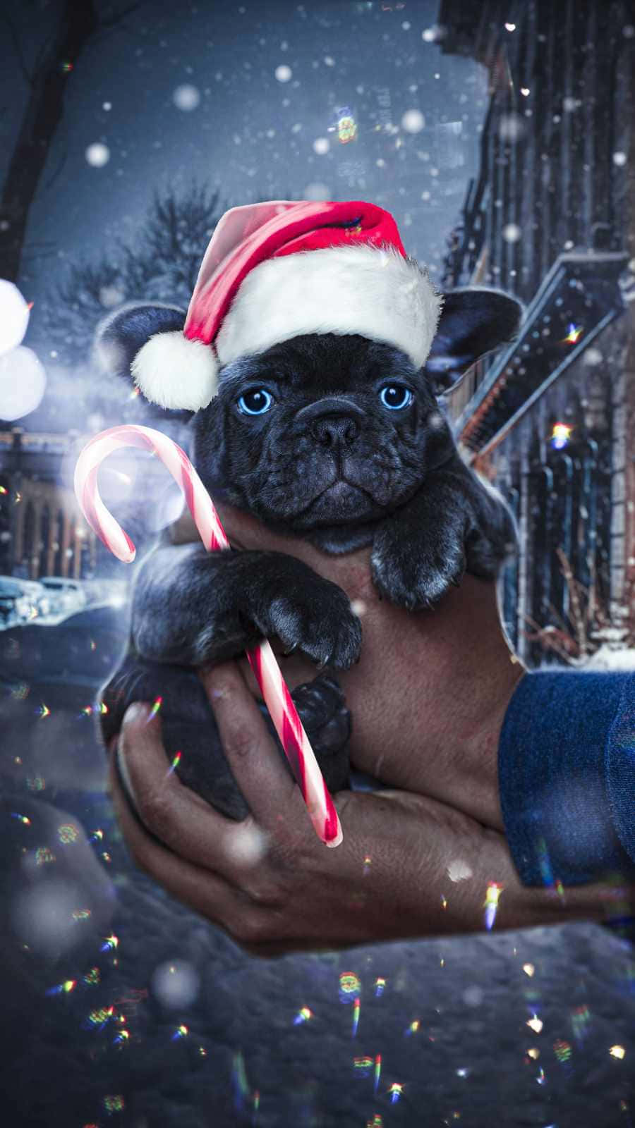 Christmas Dog, black French bulldog puppy, Santa hat, HD Phone Wallpaper