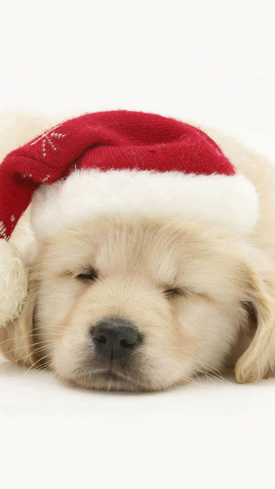 golden retriever puppy, red Santa hat, white background, Full HD Phone Wallpaper