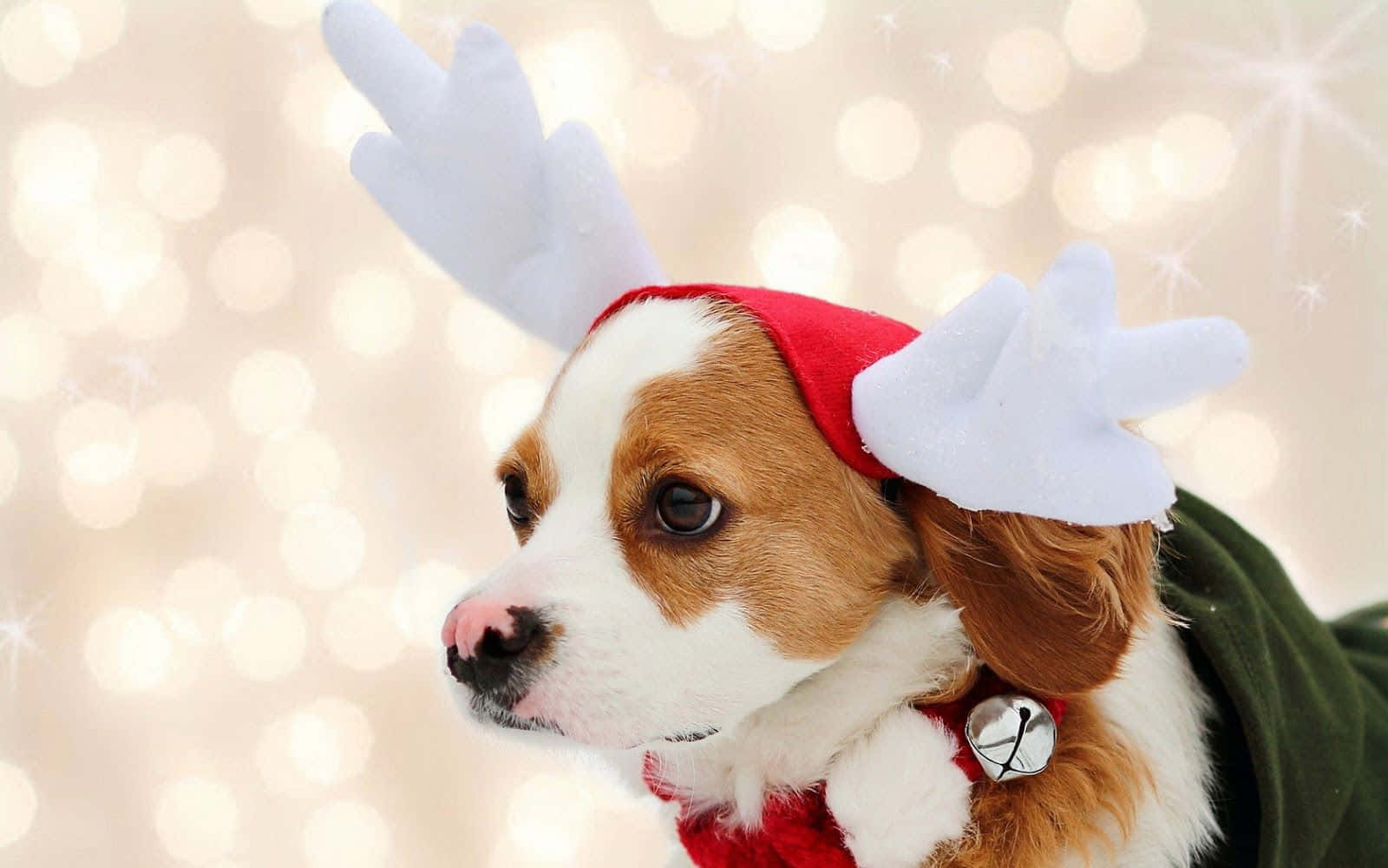 beagle puppy, red Santa hat, white reindeer antlers, HD Desktop Wallpaper