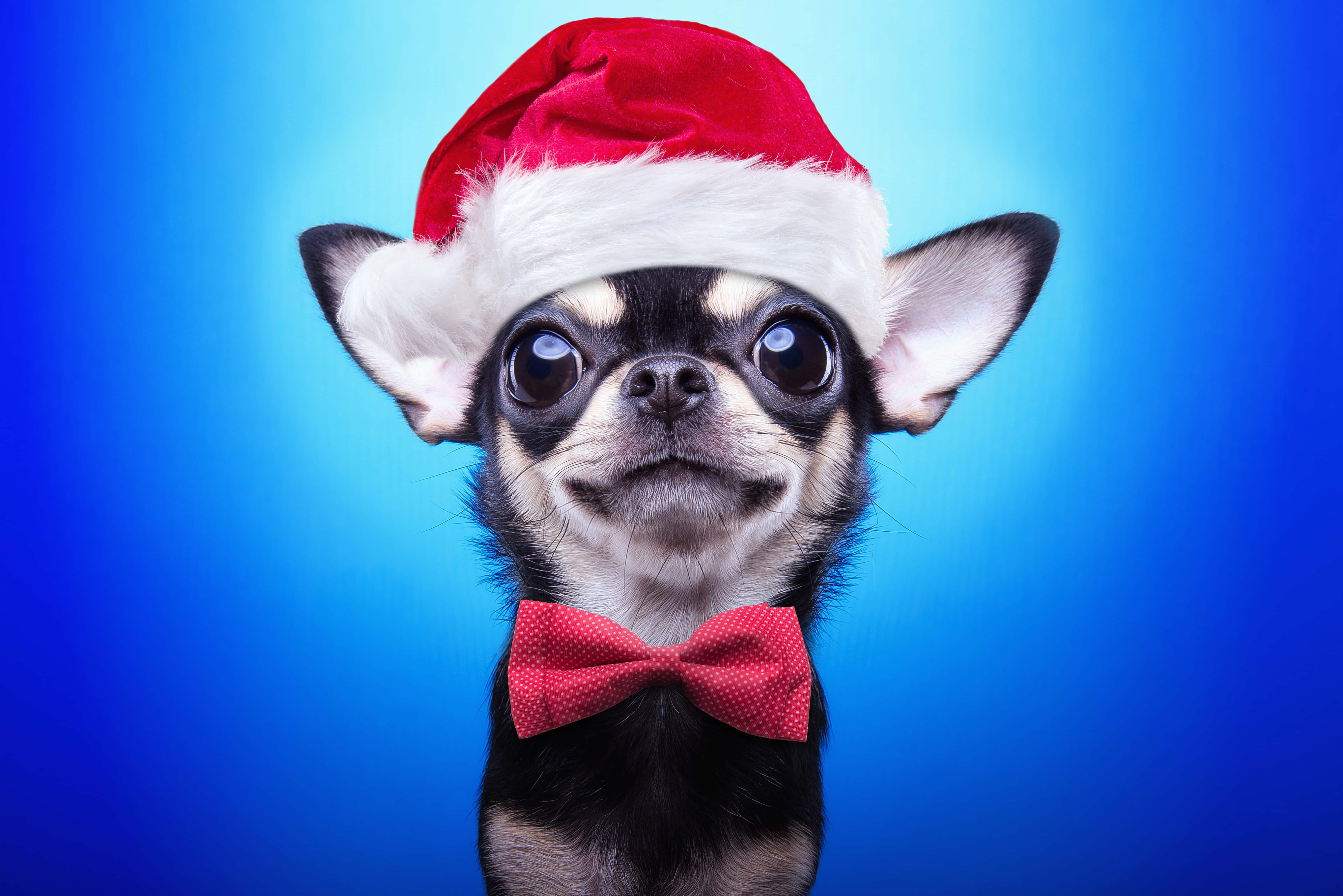 Christmas Dog, red Santa hat, red bow tie, 5K Desktop Wallpaper