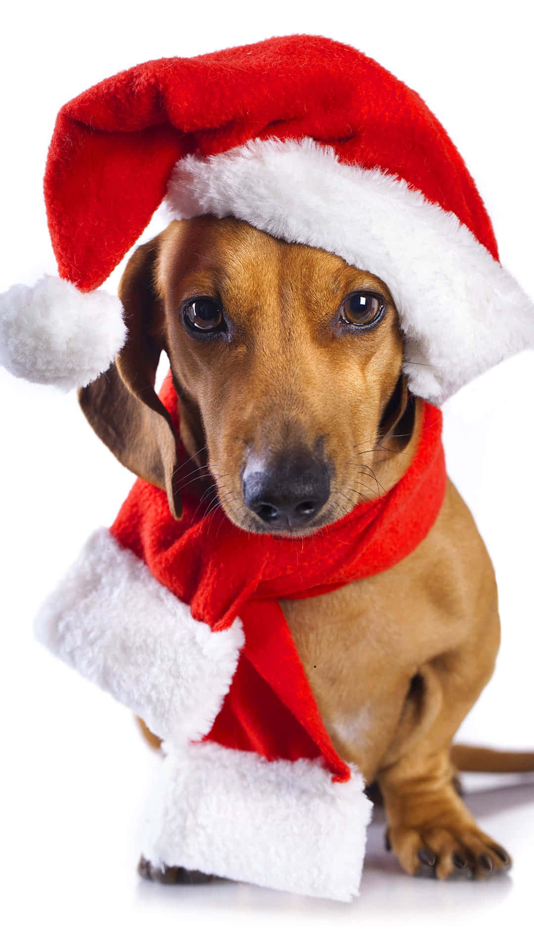 dachshund, red Santa hat, scarf, Full HD Phone Wallpaper