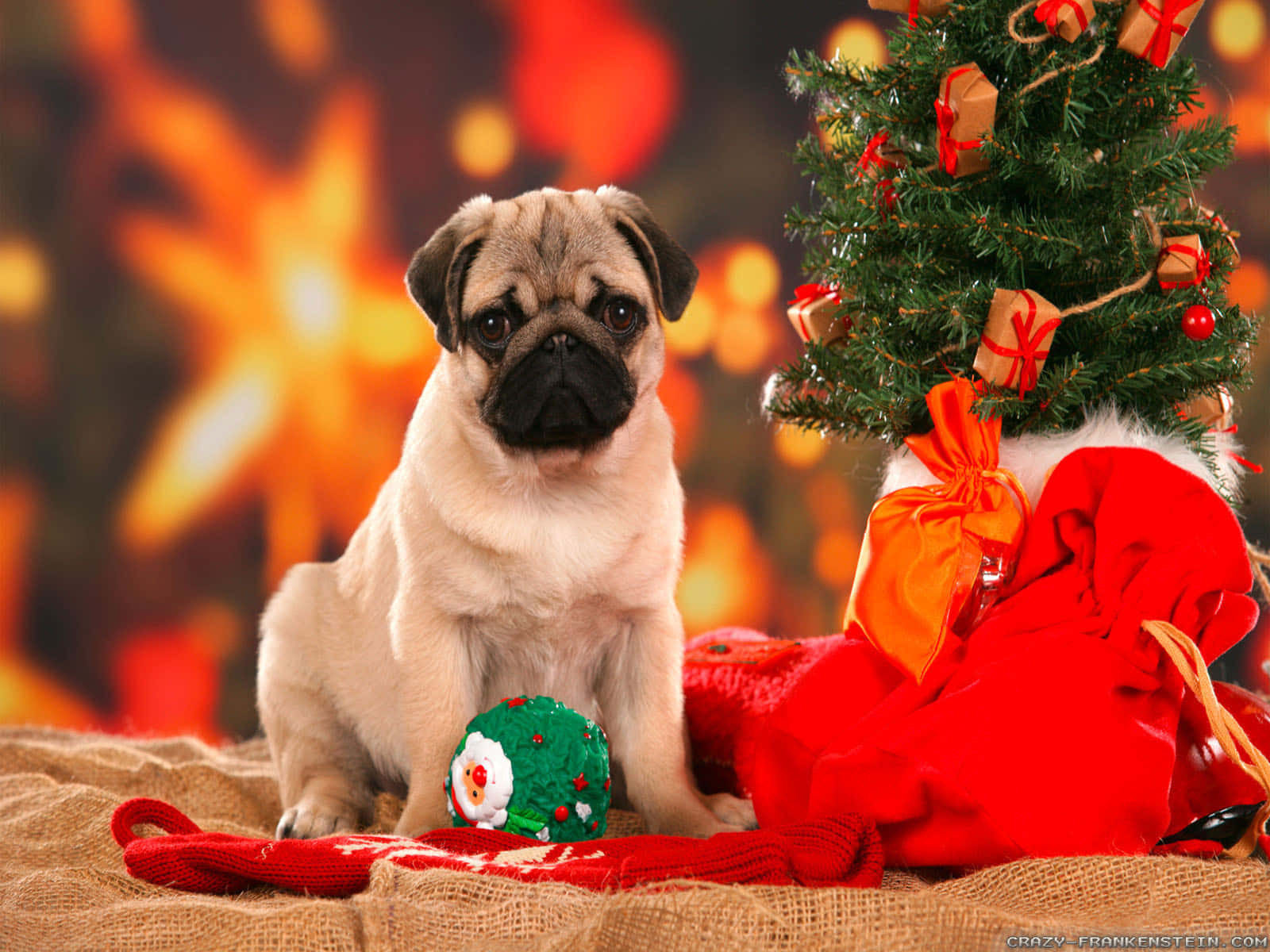 pug puppy, Christmas tree, red Santa sack, HD Desktop Wallpaper