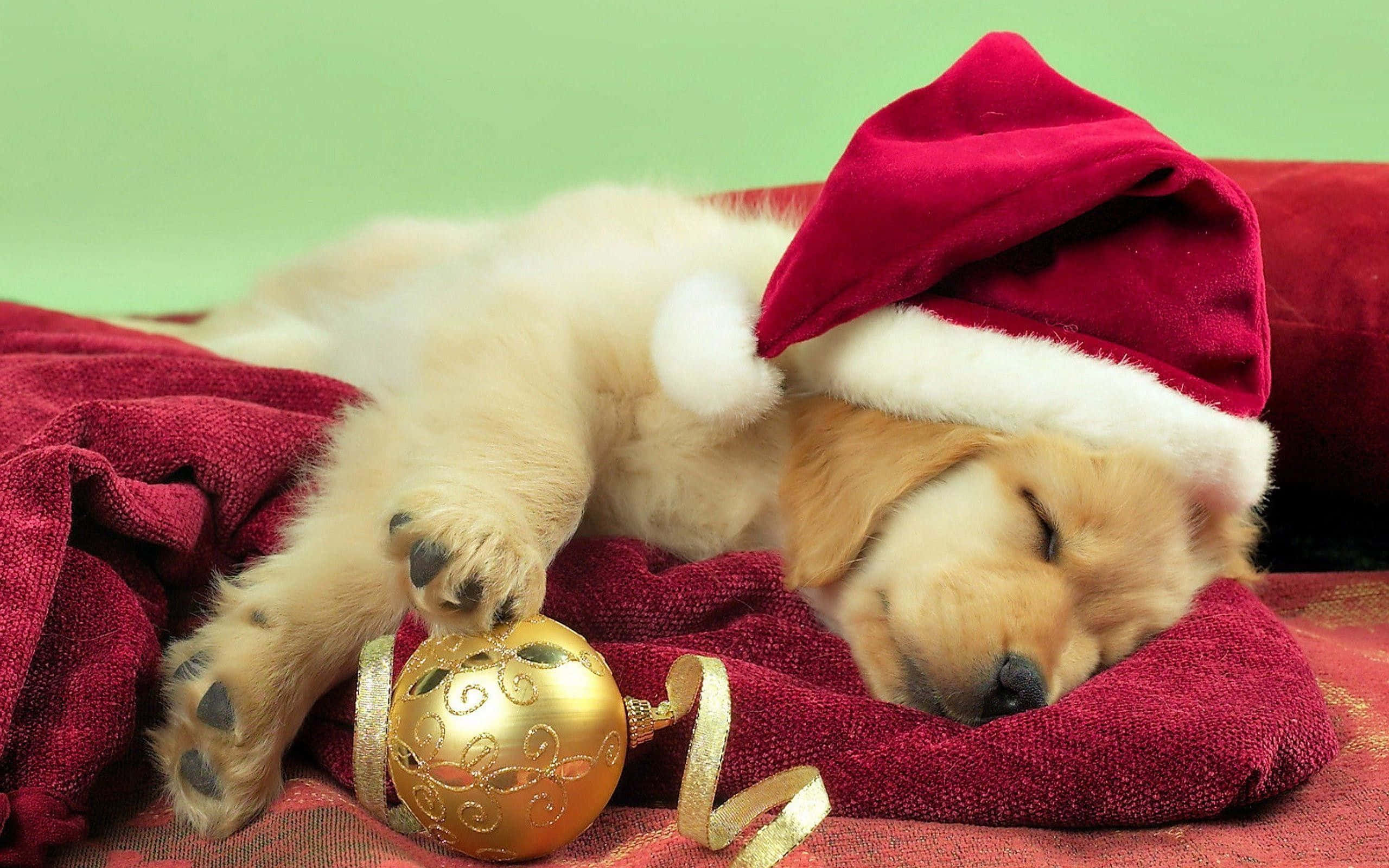 golden retriever puppy, red Santa hat, red blanket, 2K Desktop Wallpaper
