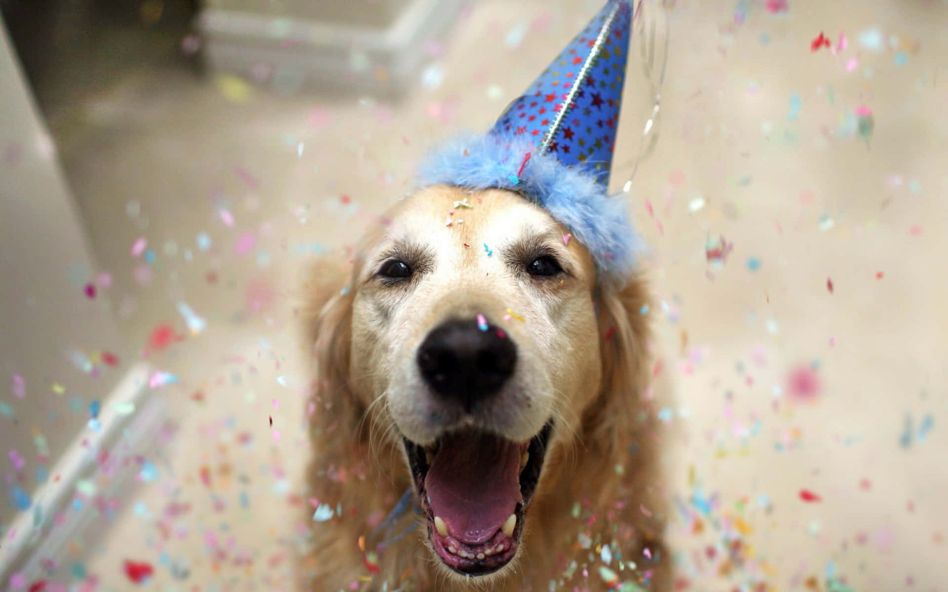 golden retriever, blue party hat, colorful confetti, Full HD Desktop Wallpaper