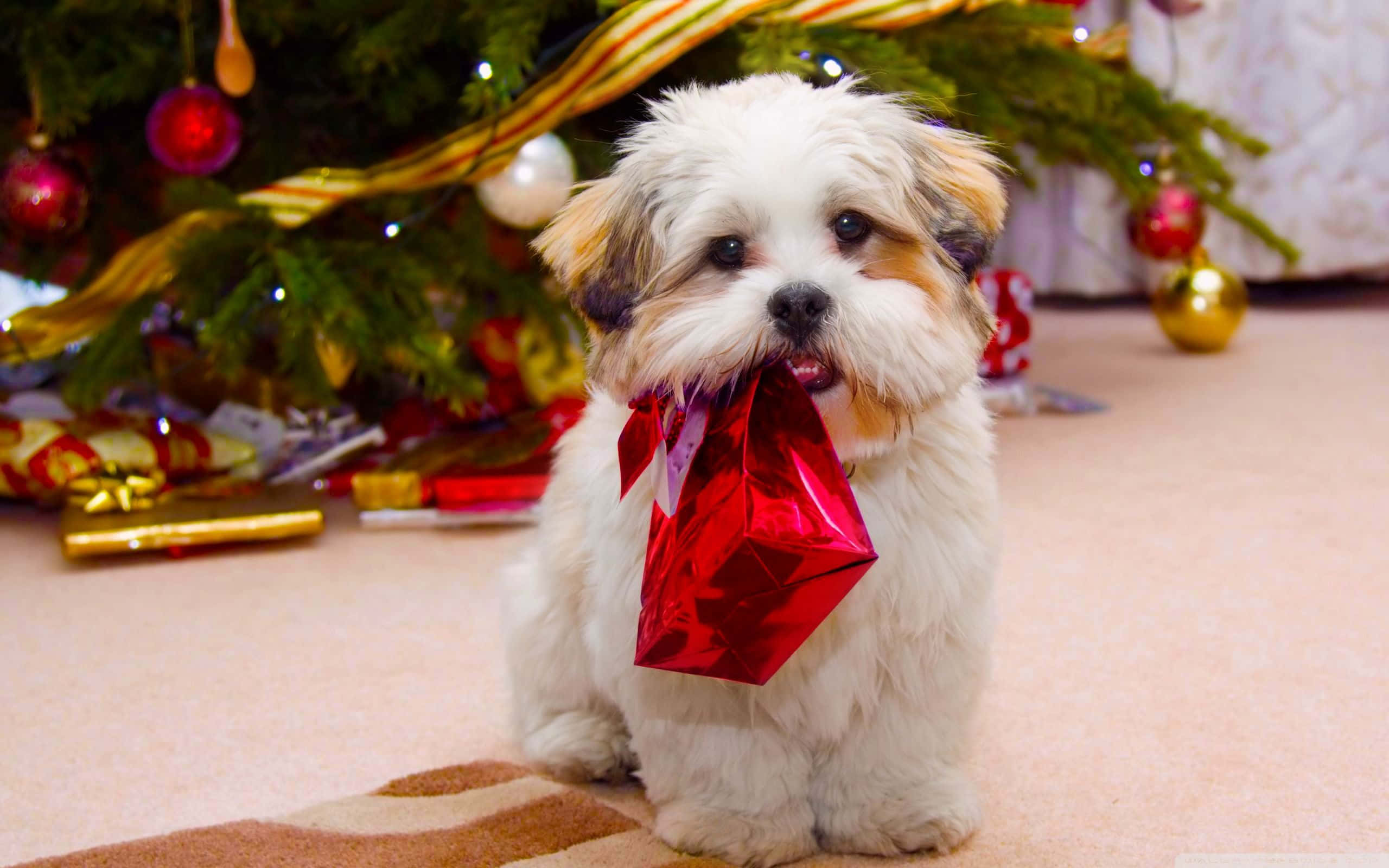 Christmas Dog, fluffy white puppy, decorated Christmas tree, 2K Desktop Wallpaper